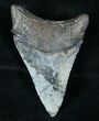 Uniquely Color Lower Megalodon Tooth - Venice #13323-1